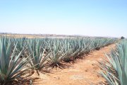 Fábrica de tequila en serie funcionando