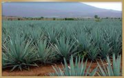 agave_5_1242945103.jpg