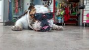 Traspaso Estética Veterinaria